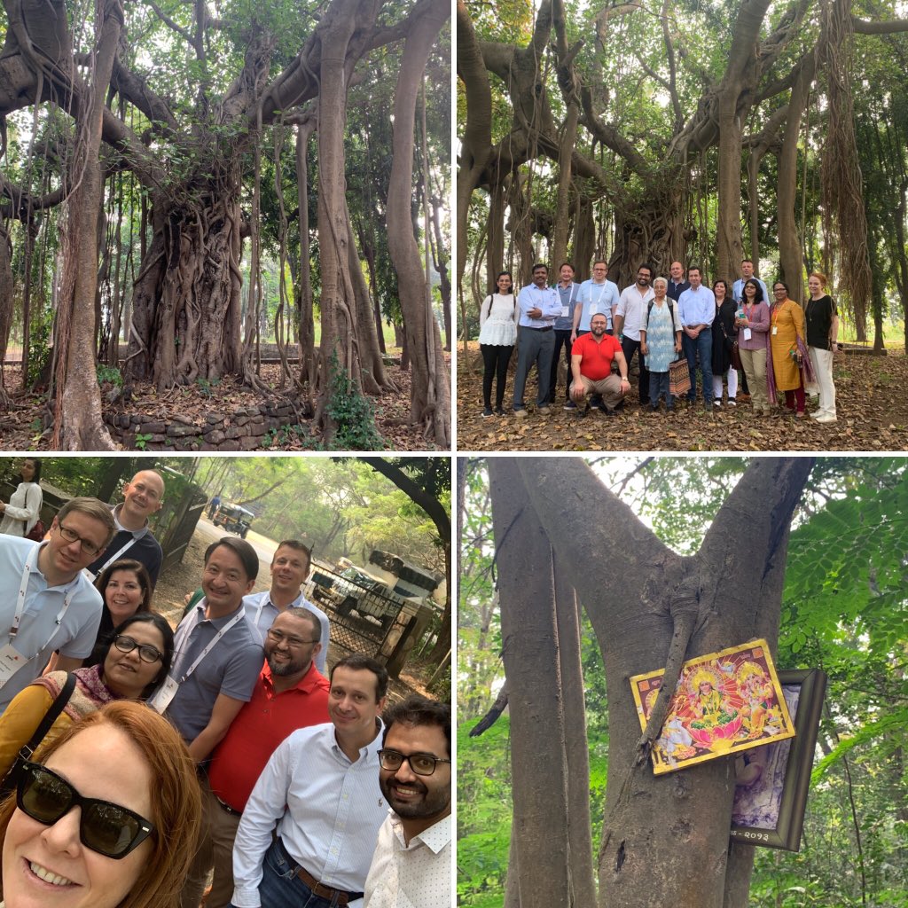 theculivator's tweet image. Exploring history of the sacred Baynan tree in the urban forest of Mumbai @PwC @PwC_IN immersion #mumbai #pwcleadershipdevelopment #globallocal