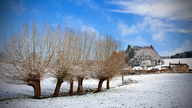 ...and here's what pollarded willows looks like in real life. Pollarding was done every year or once every three years to use the leafy branches as winter fodder (dried in special pollarding barns). A superbly ecological way of keeping your livestock.