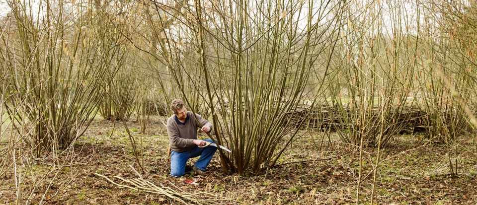 Pollard is also a common surname but it originated as a nickname for people with large heads (so not an agrarian name). It is different from coppicing which is done closer to the root and in order to harvest wood rather than leaves.