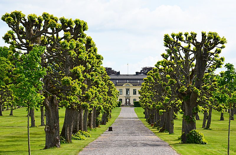 Even if you do have a palace or grand mansion, using pollarded trees (here linden trees near Stockholm) can give your home a truly rustic look, an agrarian aesthetic that is instantly recognizable to anyone anywhere. I call it the "shabby chic" of landscape designers.