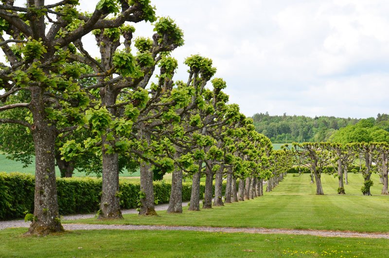 Even if you do have a palace or grand mansion, using pollarded trees (here linden trees near Stockholm) can give your home a truly rustic look, an agrarian aesthetic that is instantly recognizable to anyone anywhere. I call it the "shabby chic" of landscape designers.