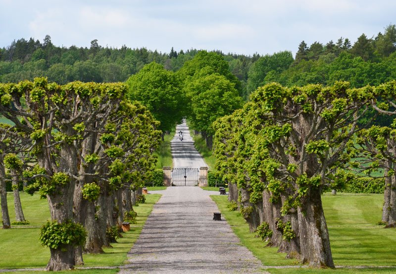 Even if you do have a palace or grand mansion, using pollarded trees (here linden trees near Stockholm) can give your home a truly rustic look, an agrarian aesthetic that is instantly recognizable to anyone anywhere. I call it the "shabby chic" of landscape designers.