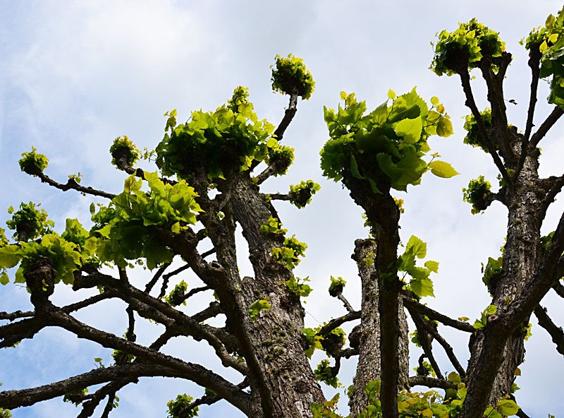 Even if you do have a palace or grand mansion, using pollarded trees (here linden trees near Stockholm) can give your home a truly rustic look, an agrarian aesthetic that is instantly recognizable to anyone anywhere. I call it the "shabby chic" of landscape designers.