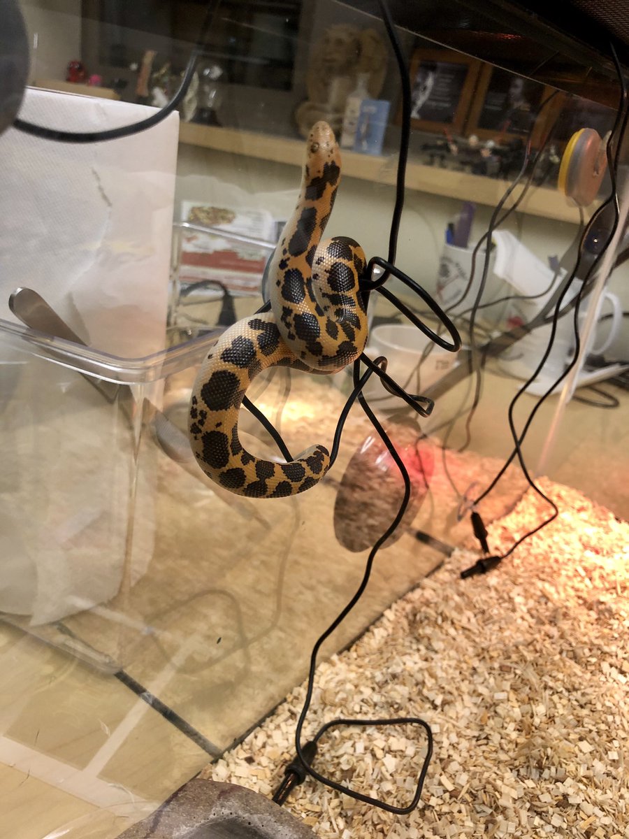 markowenmartin's tweet photo. So. Working late. Checked on Carl. He wasn’t hiding under the reptichips. Then I came back after setting the autoclave. Carl is a gymnast! #CarlTheAdventureSnake #GothicSerpent . #DailyCarl #KenyanSandBoa #EmotionalSupportSnake #WoeseIsMe #GoodSnakeCarl. https://t.co/OBvAdvkvPM