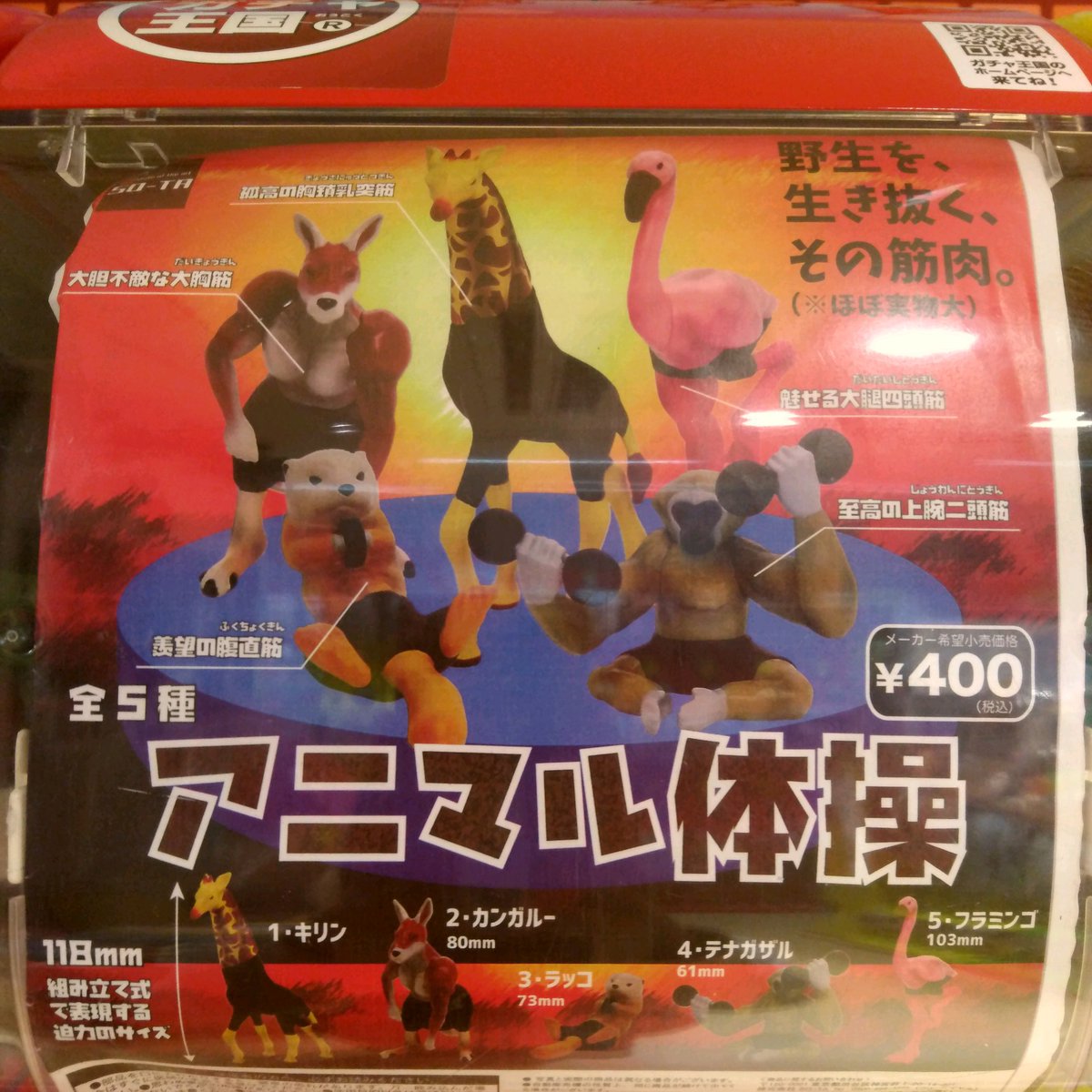 ガチャ王国広島店 Twitter પર 好評発売中 アニマル体操 野生を生き抜く その筋肉 魅力の筋肉をとくと見よ ガチャ ガチャガチャ 広島 Hiroshima 本通り 動物 筋肉 キリン カンガルー ラッコ