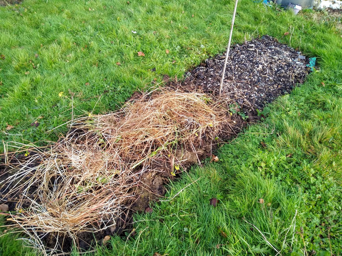 @emmakmt @BuildSoil Your lovely veg beds are looking much neater than my allotment beds. 
One example - 1 end I mulched with homemade compost and the other with the grass clippings saved by previous occupant (well rotted) before adding some buckwheat stalks on top.