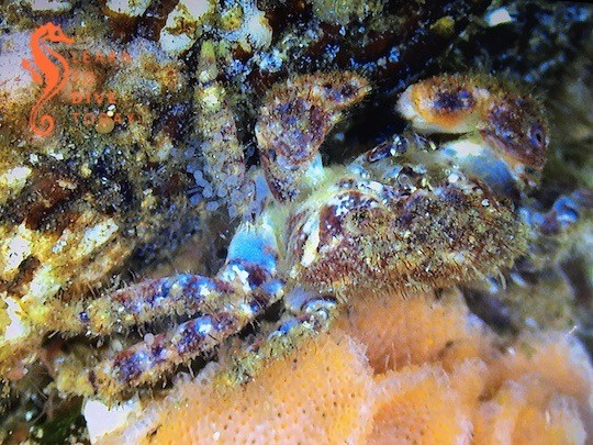 Newsletter: The right time learntodivetoday.co.za/blog/2019/11/2…