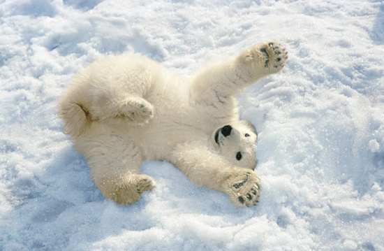 Медведь в сугробе. Белый Медвежонок. Мишка в снегу. Медвежонок в снегу. Белый медведь на снегу.