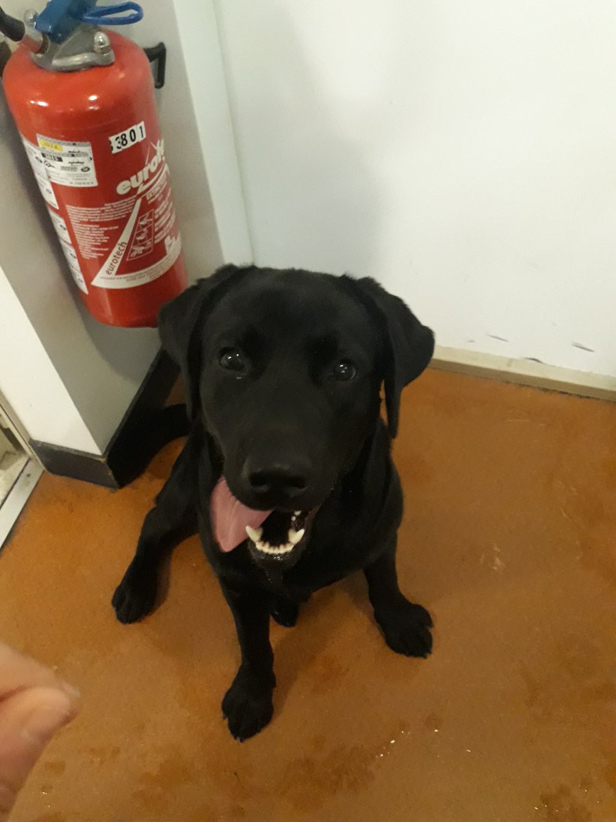 🐶 🔍 Ce chien a été retrouvé vers 7h en gare de Noisy-le-Grand – Mont d'Est. C'est un labrador au pelage noir. Nous recherchons son maître. N'hésitez pas à nous contacter si vous le reconnaissez, et RT pour diffuser ! Merci 😉