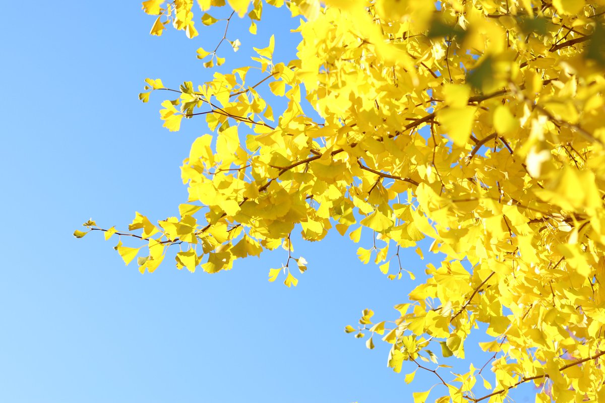 YPUkendai's tweet image. 今年はちょっぴり遅め？ですが、学内の紅葉が見ごろです（でもすでに散りかけてます…😭）
今週いっぱいまではきれいな紅葉が楽しめるかも🍁
#山口県立大学 #紅葉