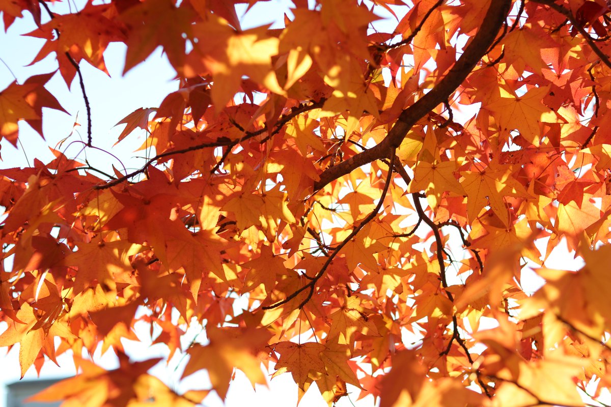 YPUkendai's tweet image. 今年はちょっぴり遅め？ですが、学内の紅葉が見ごろです（でもすでに散りかけてます…😭）
今週いっぱいまではきれいな紅葉が楽しめるかも🍁
#山口県立大学 #紅葉