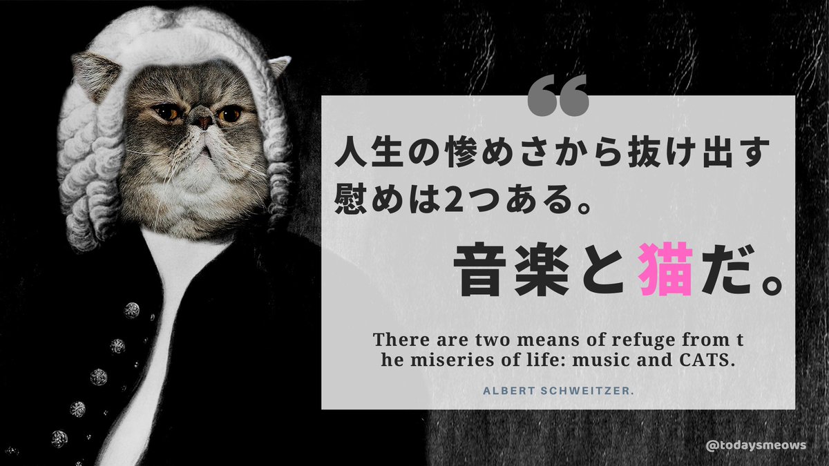 ほんじつのニャース 明るい猫ニュースだけ ドイツ出身の神学者 哲学者 音楽学者でノーベル平和賞を受賞したアルベルト シュバイツァーの猫格言 音楽と猫さえあれば 人の心が平穏なのは間違いニャイ 名言 格言 偉人 歴史 ノーベル平和賞