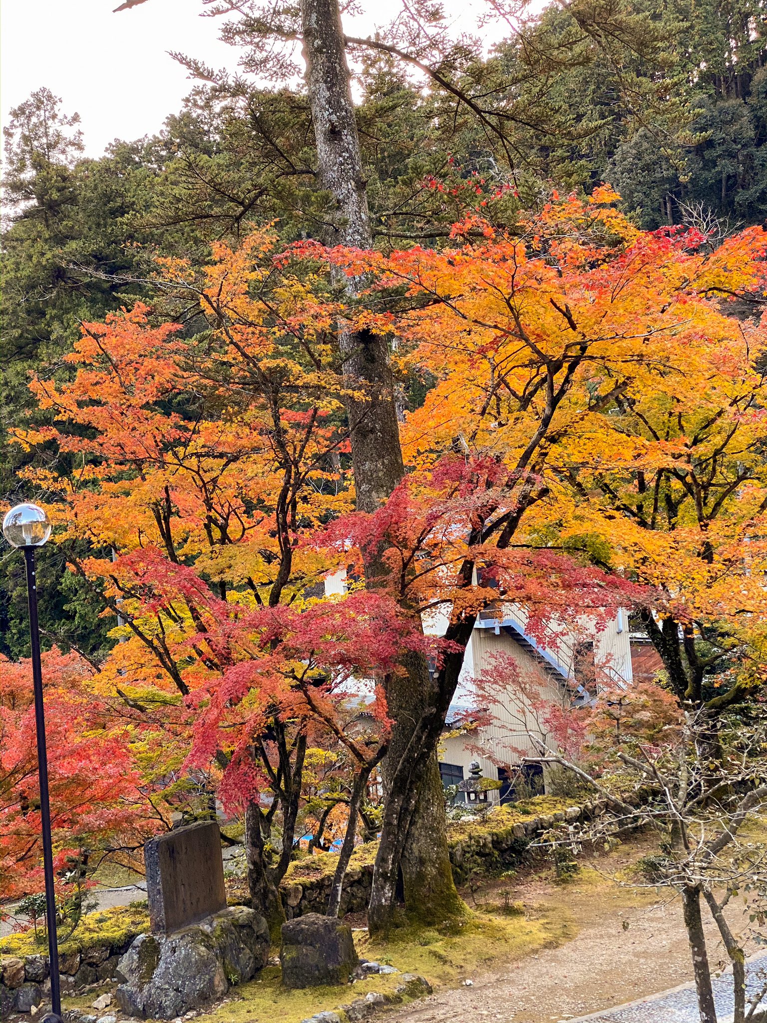 Yuzu 谷汲山華厳寺の紅葉 岐阜県揖斐川町 岐阜県紅葉 谷汲山 華厳寺紅葉 トイプードル 紅葉スポット Autumn Leaf Red T Co Spyqu5zkuv Twitter