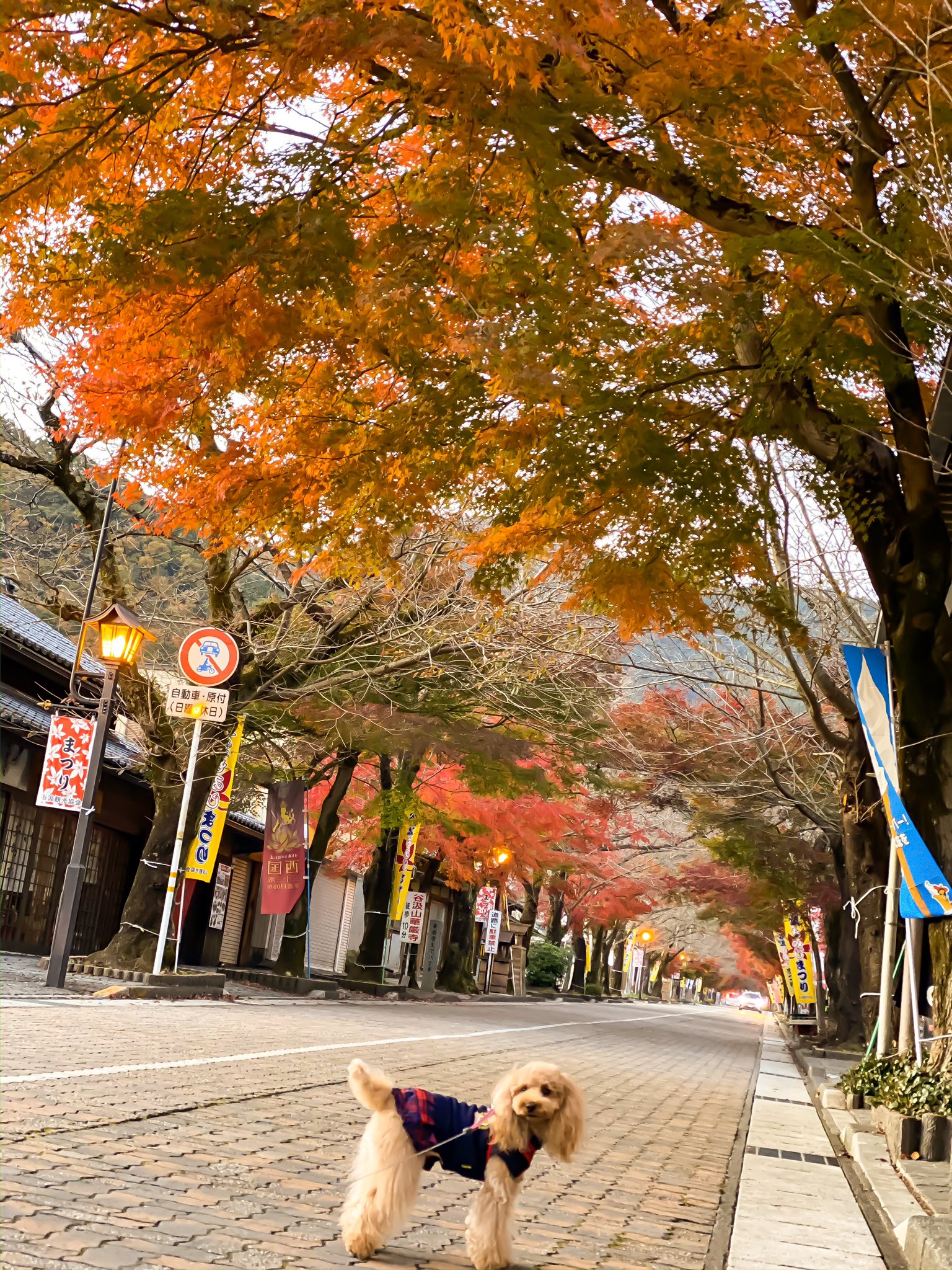 Yuzu 谷汲山華厳寺の紅葉 岐阜県揖斐川町 岐阜県紅葉 谷汲山 華厳寺紅葉 トイプードル 紅葉スポット Autumn Leaf Red T Co Spyqu5zkuv Twitter