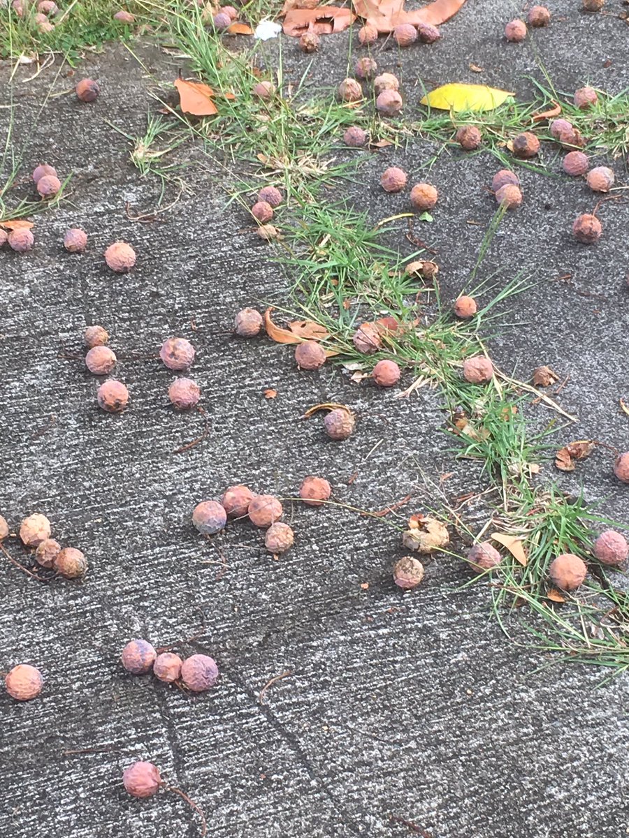 ちりん カイルアタウンを散策いたら 街路樹の下に沢山の実がいっぱい落ちていたので 皮をむいてみるとマカダミアナッツの様な白い実が これは何の木だろう ハワイ カイルアタウン ちりん カイルアタウンを散策いたら 街路樹の下に沢山の実がいっぱい落ちていたので 皮をむいてみるとマカダミアナッツの様な白い実が これは何の木だろう ハワイ カイルアタウン