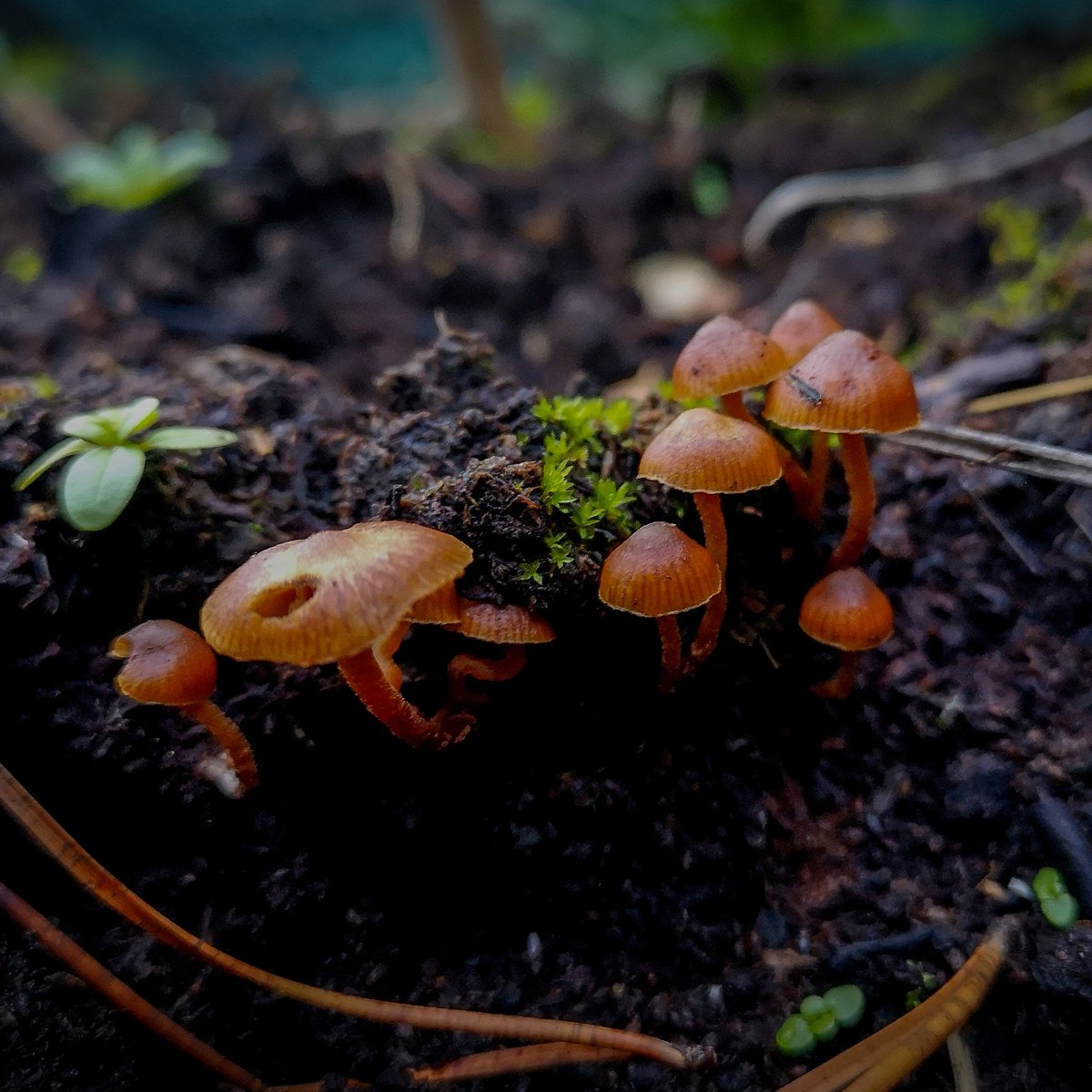 BySalmon's tweet photo. Sometimes you can find the beauty of nature in your back garden.

https://t.co/7iBaU9kwlL
@photography_by_martin_salmon
@BySalmon

#photography #landscapephotography #fungi #mushrooms #toadstools #didntneedthebigcamera #inmyownbackyard https://t.co/CiWi1eMRHS