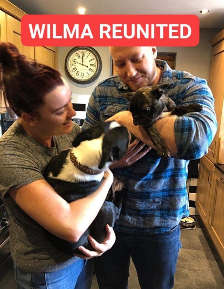 🎉🎉 It’s GREAT news everyone! Stolen #Frenchie Wilma has been FOUND, & is #REUNITED. Reports say she is well. #StoneyStanton #LE9 #frenchbulldog #dogsoftwitter