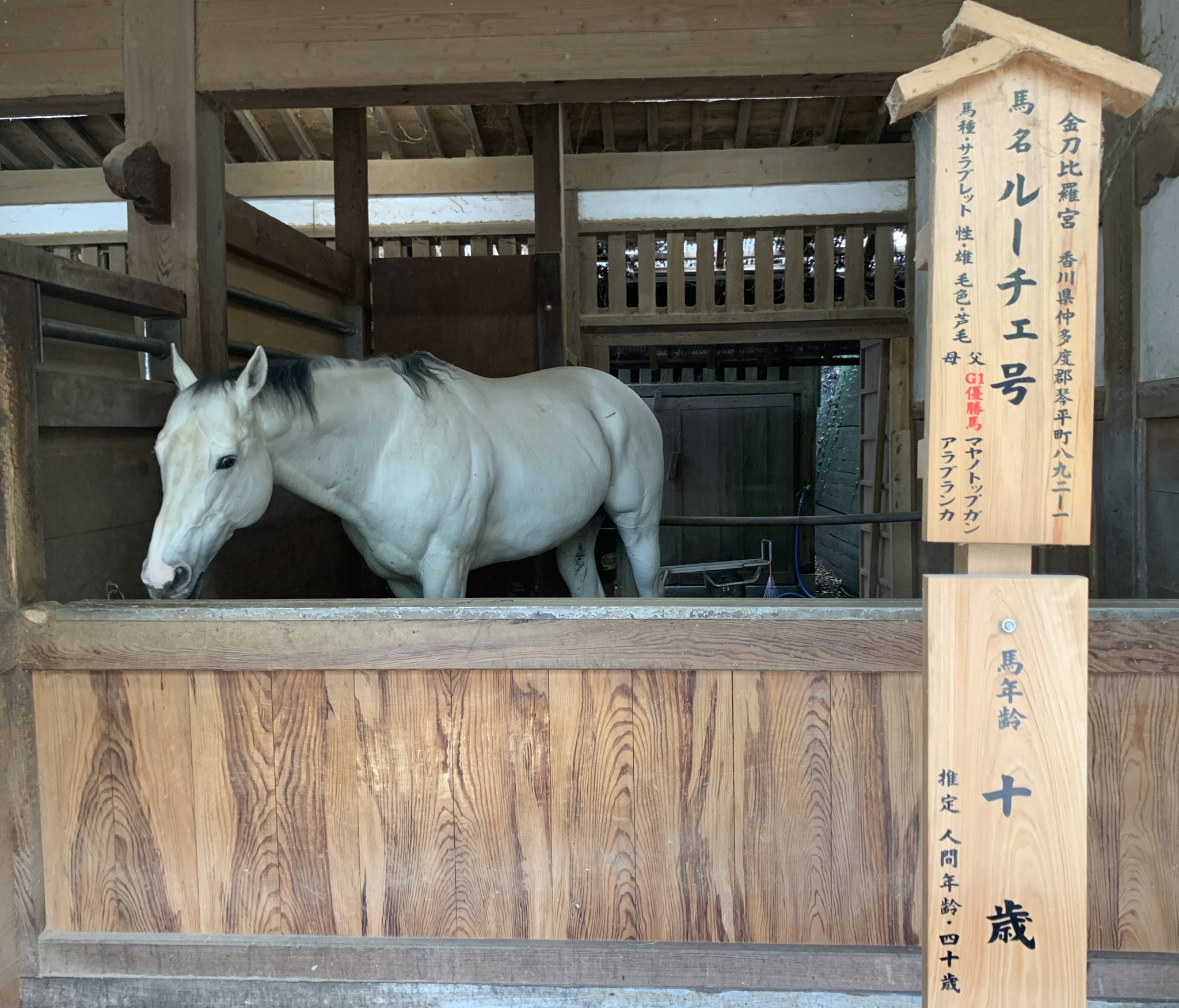 高崎あおい ｳﾄﾞｩﾝ県 プロフ読んでね A Twitteren 2頭の馬も撮れました ひひーん サラブレッド ルーチェ号の父親は昨年11月に27歳 人間年齢77 5歳 老衰で虹の橋を駆けて行ったg1優勝馬の故マヤノトップガンです Https T Co 7j55og3llj Twitter
