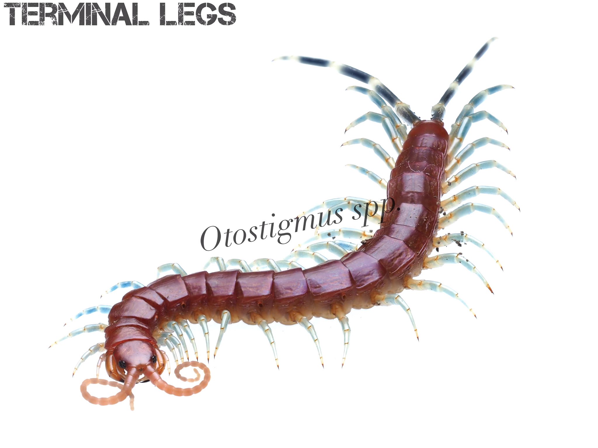 Terminal Legs 先程の投稿 気づいたら赤いムカデばかりでしたので こちらは青いムカデを集めました 色彩の幅広さは ムカデの魅力ですね T Co 4vwnuqpvvg Twitter