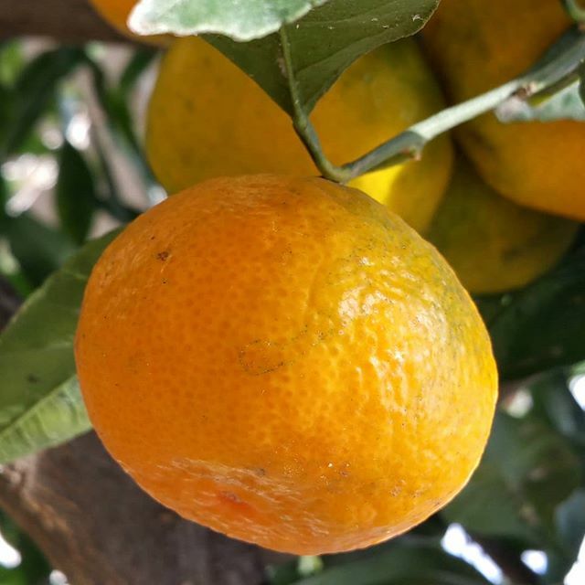 Agafar mandarines directament de l'arbre
#fruitadetardor ift.tt/2K3VA9a