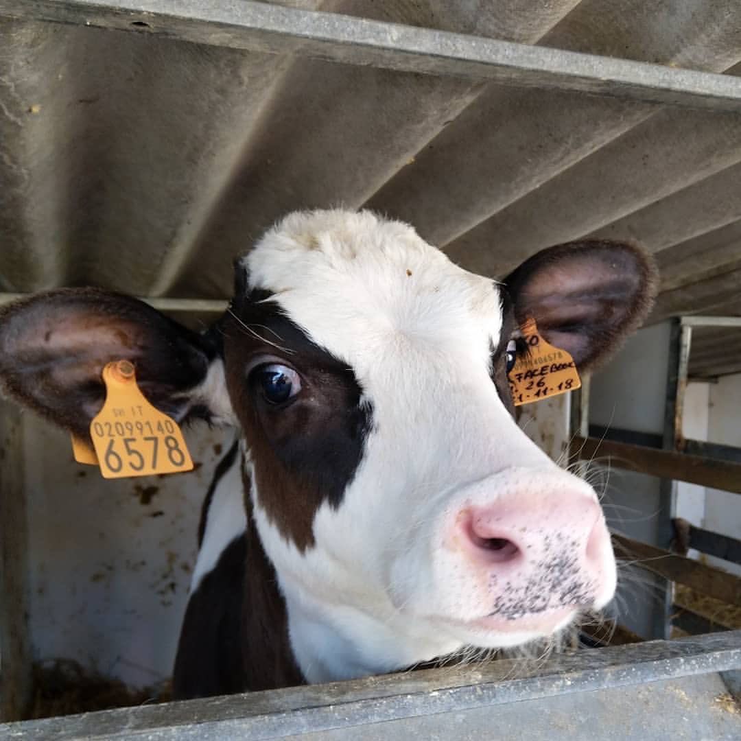 animalsavemvmt's tweet image. I just want to stay with my mother, free...⠀
This cell is small and cold...⠀
I want my mother's #milk...⠀
⠀
👉 #mantovaanimalsave⠀
👉 #animalsaveitalia