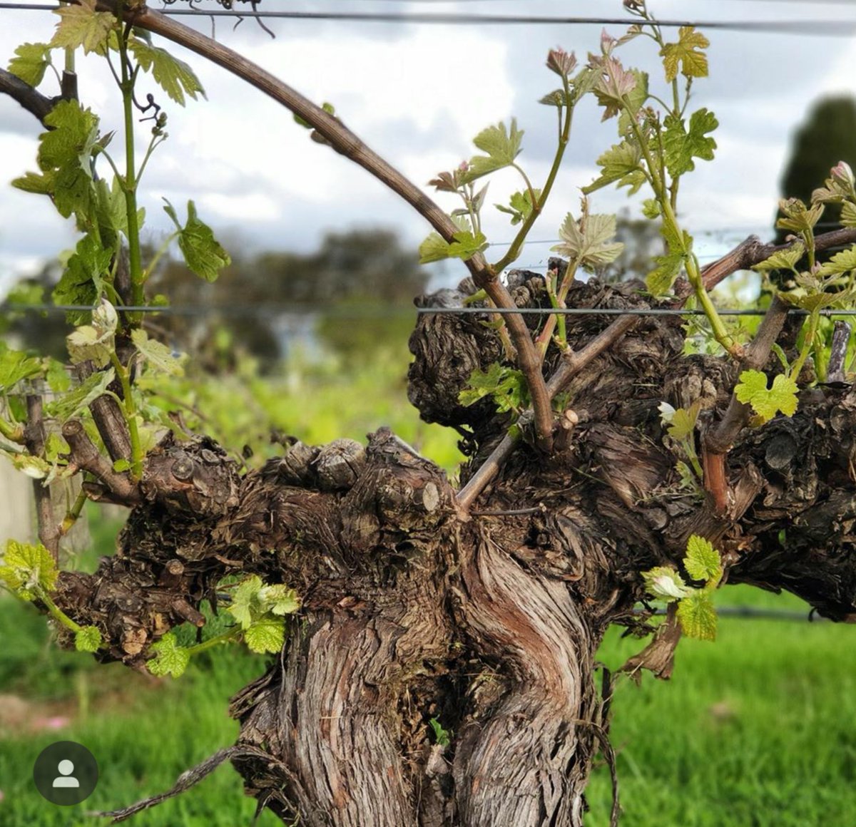 adelhillswine's tweet photo. Heres cheers to the elders, the old and gnarly, the winefolk who just keep on keeping on. All 116 plus years of them. 📷 of @ParacombeWines centenarian vines. 🌱💚 #adelaidehillswine #centenarian #adelaidehills https://t.co/aNOxFrSqVq