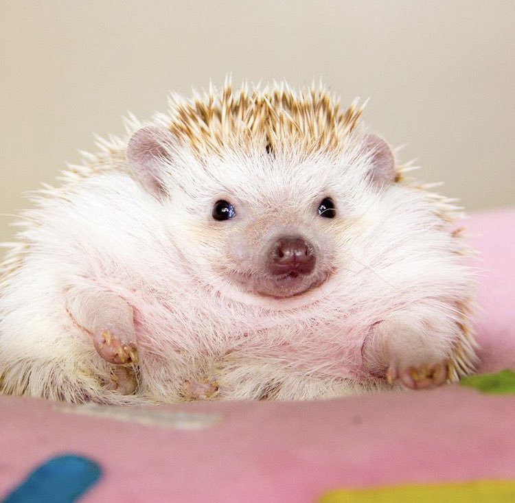 daily__hedgehog's tweet image. Sunday 10th November, 2019