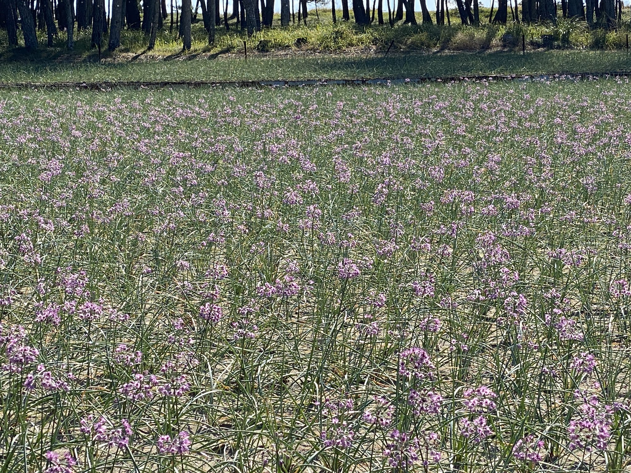 笠原雅俊 らっきょうの花 紅紫の小さな花が黒潮町入野の畑で潮風に包まれる 緑の松原の向こうに太平洋の青い波がまぶしい 花言葉 は つつましいあなた 町はらっきょうの県内の生産高の7割を誇る 白い蝶が花から花へひらひらと舞う 車のラジオから