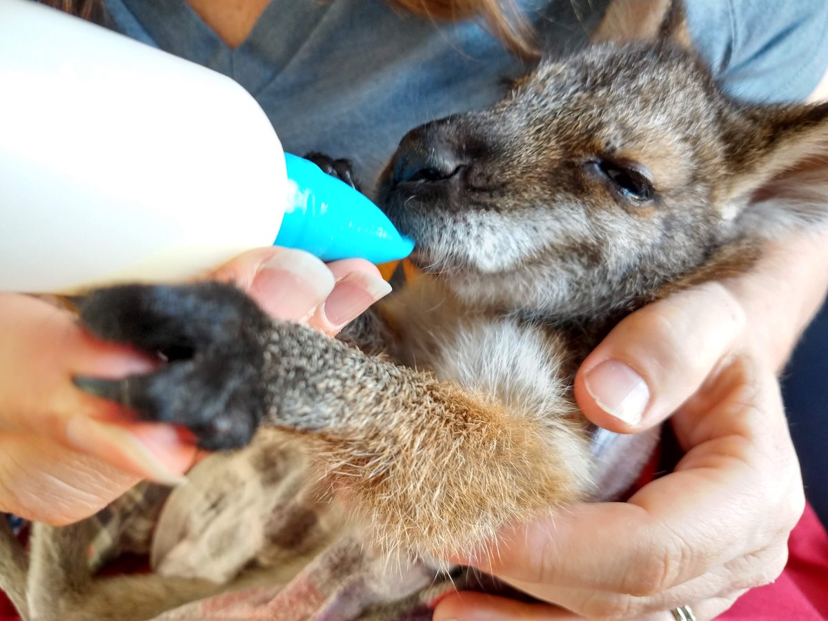 ACT_Wildlife's tweet photo. This is Jim Bob, a red-necked #wallaby. He’s looked after by carer Joan and hangs with his step-siblings Pebbles and Mallee. Did you know that thirty species of #macropod, found in Australia and New Guinea, are called wallaby? https://t.co/bZQT3ETO2U