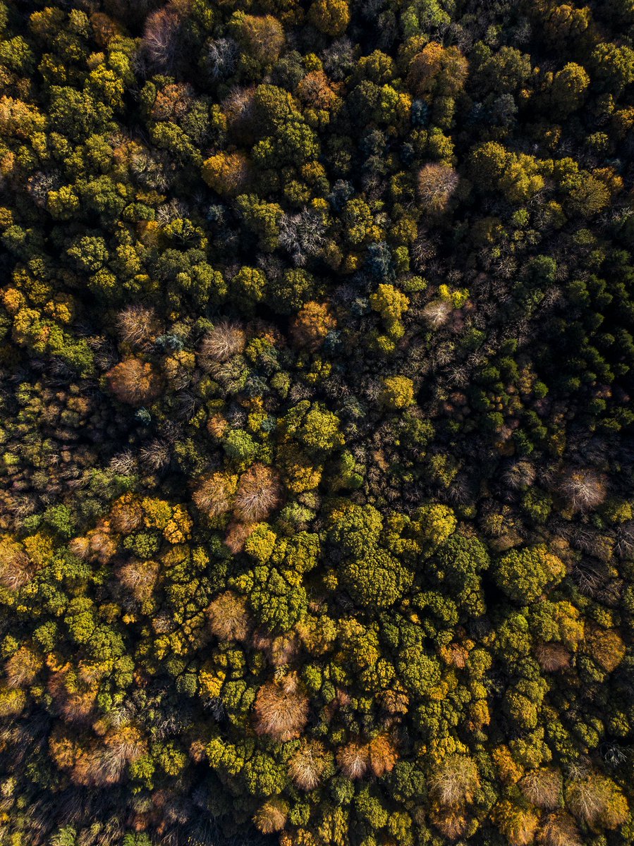Birds at Hazelwood #sligo #birds #dji