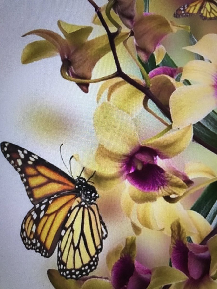 ElysiumFields10's tweet image. #SundayMorning 💛Your vibes attracts your tribe .. transmit the good ones! #TopNotes 🎼