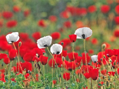 #Pact by #RSThomas for #RemembranceSunday