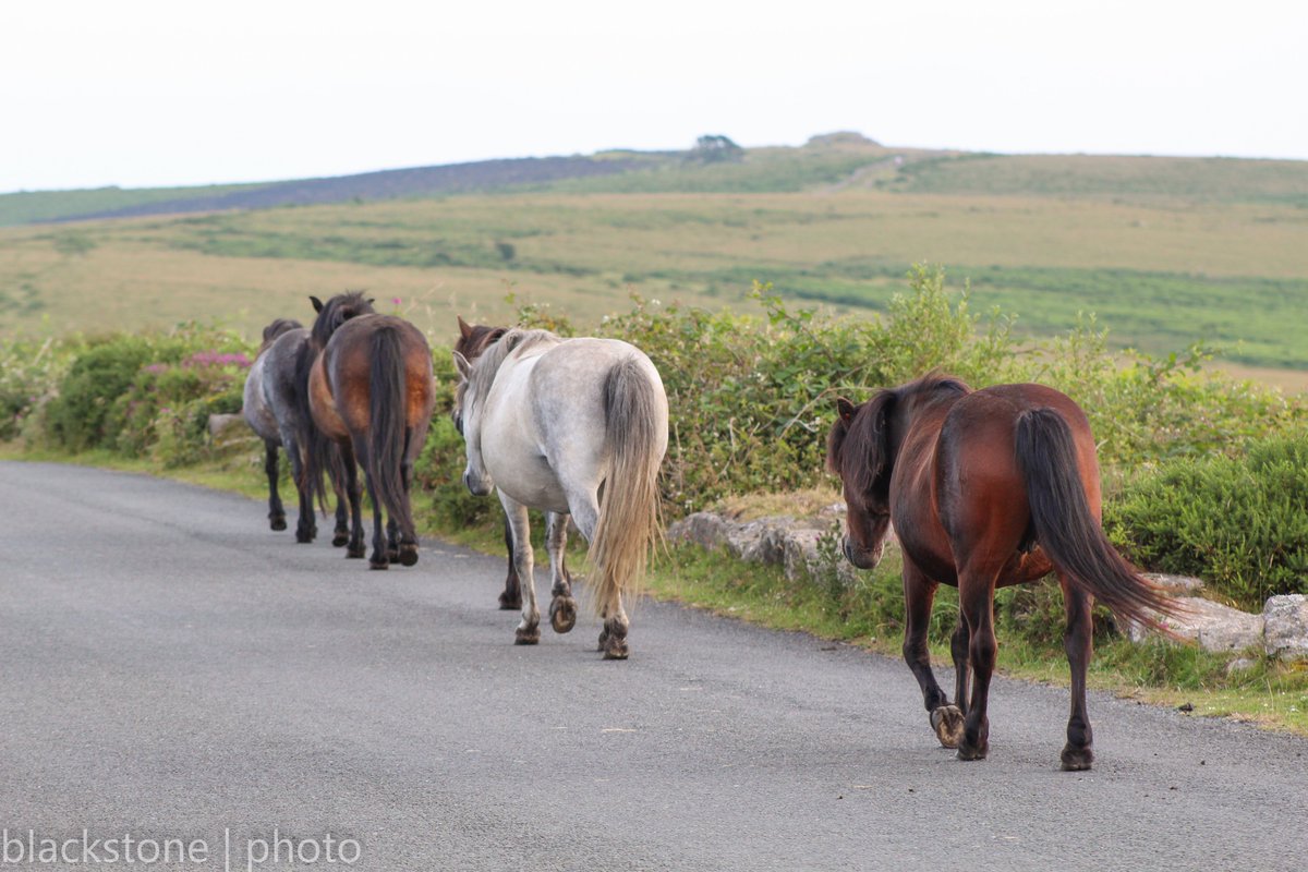VisitDartmoor's tweet image. Around any corner, on any road, at any time, day or night, there are animals on the road on Dartmoor.

⚠️Please, assume they will be there and drive accordingly⚠️

@Devon_Hour @dartmoornpa  #Dartmoor  #Devon 
Thanks to @devonblackstone for pics.