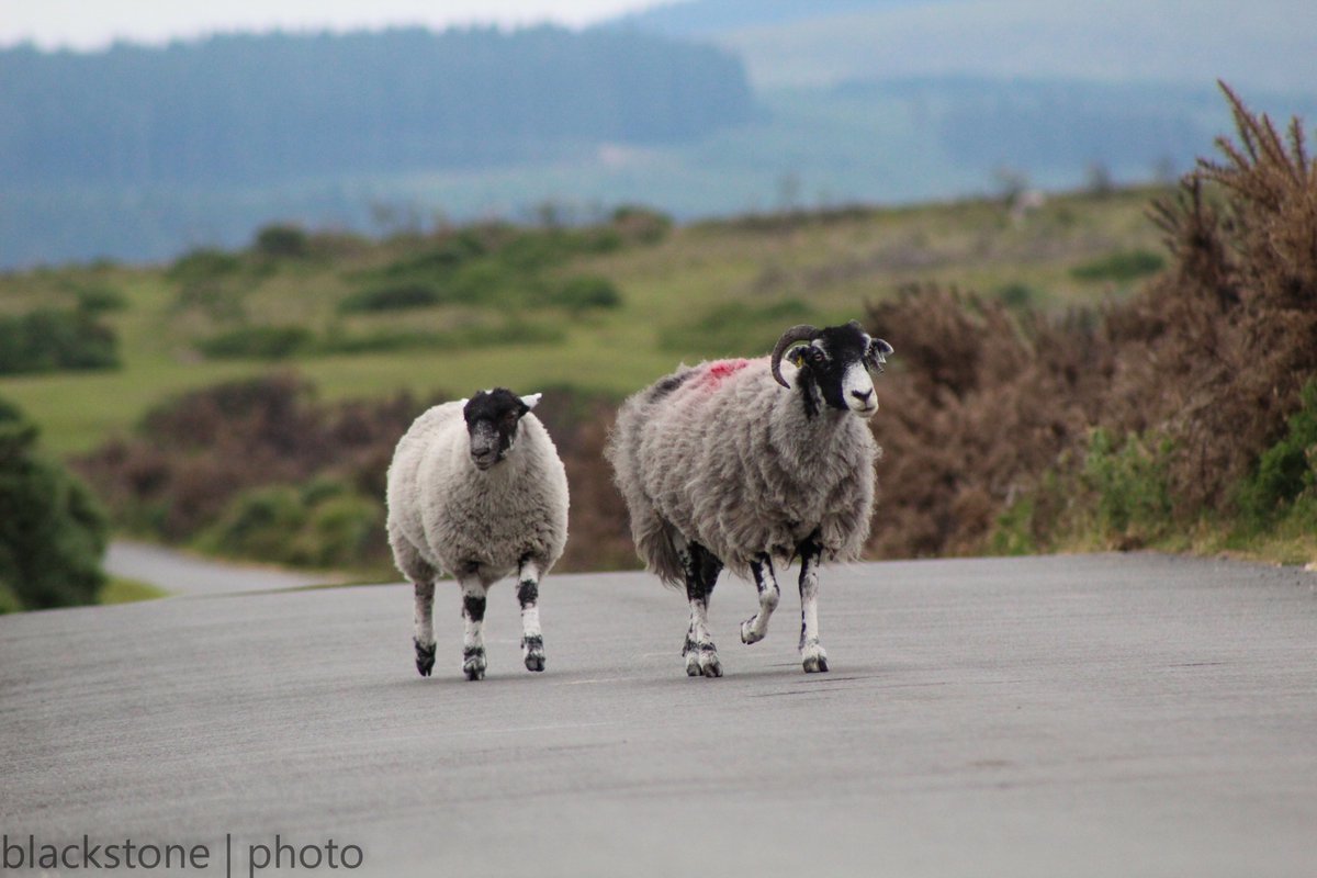 VisitDartmoor's tweet image. Around any corner, on any road, at any time, day or night, there are animals on the road on Dartmoor.

⚠️Please, assume they will be there and drive accordingly⚠️

@Devon_Hour @dartmoornpa  #Dartmoor  #Devon 
Thanks to @devonblackstone for pics.