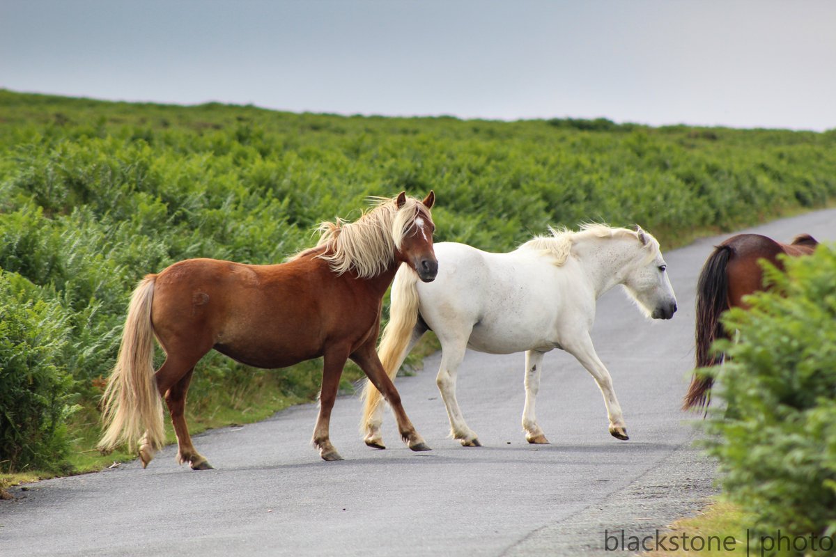 VisitDartmoor's tweet image. Around any corner, on any road, at any time, day or night, there are animals on the road on Dartmoor.

⚠️Please, assume they will be there and drive accordingly⚠️

@Devon_Hour @dartmoornpa  #Dartmoor  #Devon 
Thanks to @devonblackstone for pics.