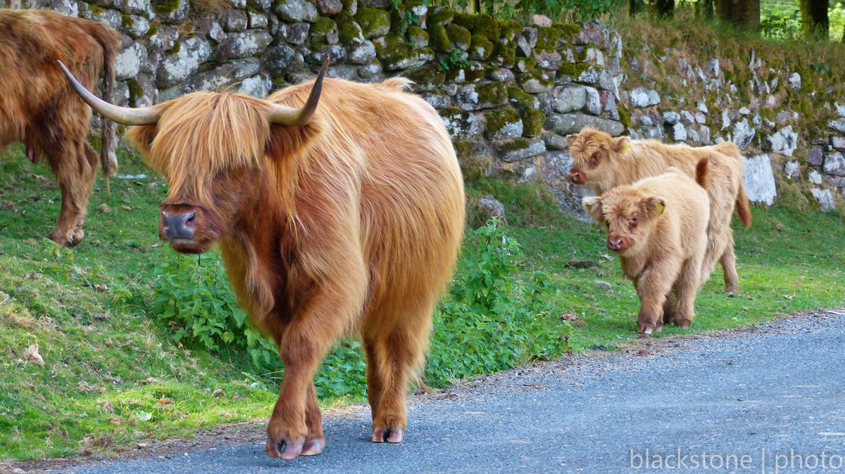 VisitDartmoor's tweet image. Around any corner, on any road, at any time, day or night, there are animals on the road on Dartmoor.

⚠️Please, assume they will be there and drive accordingly⚠️

@Devon_Hour @dartmoornpa  #Dartmoor  #Devon 
Thanks to @devonblackstone for pics.