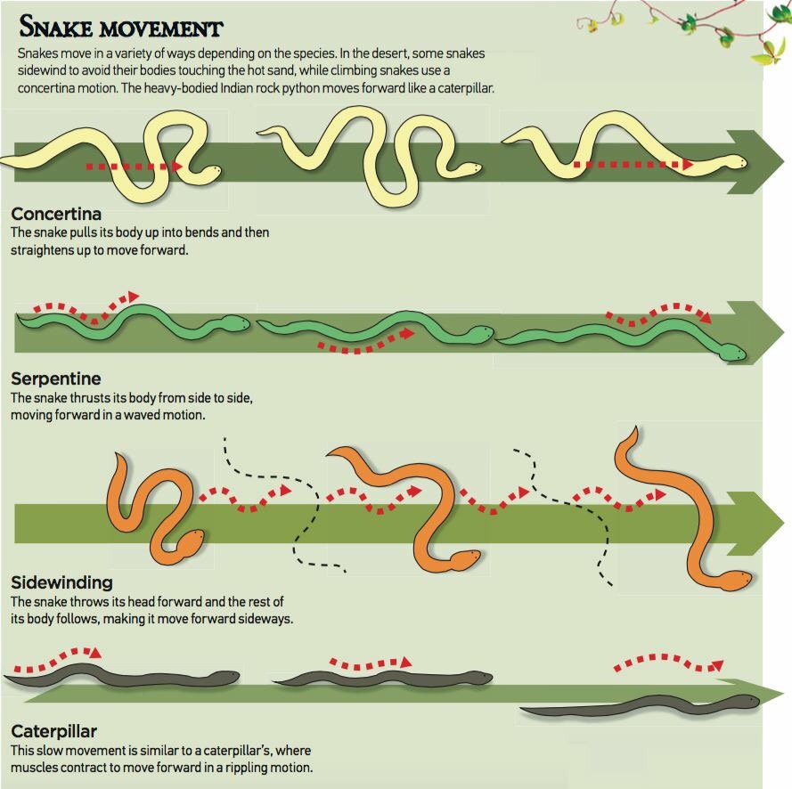 SnakeSn64743249's tweet photo. Snake Movement. π
https://t.co/0ZkXgPKZhF
#snake #SnakesZone #snakes #reptiles #reptile #lovesnake #snakemovement https://t.co/2vbQtUVPTk