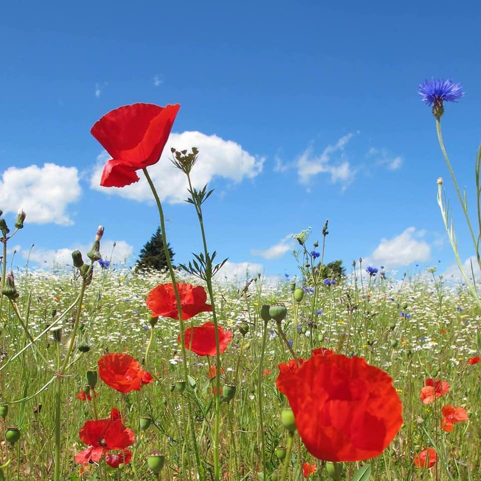 #LestWeForget #Poppies