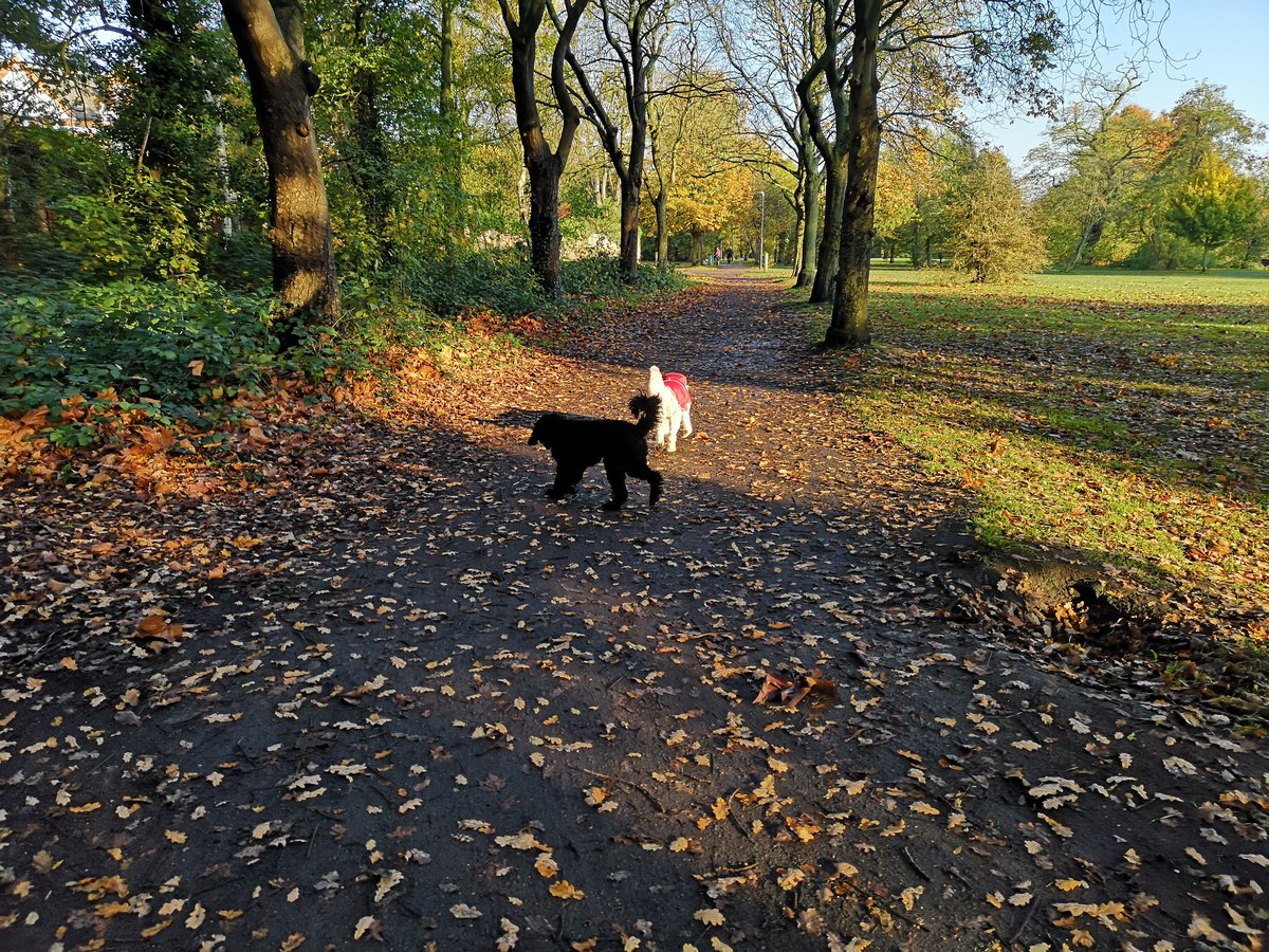 wendybrockes's tweet photo. Too beautiful a morning not to take advantage #doglets #wandsworthcommon https://t.co/EWmr3sbfAF