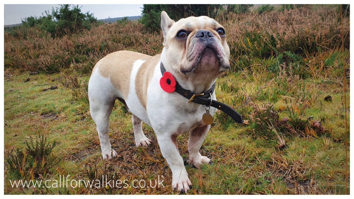 Call for Walkies tweet media