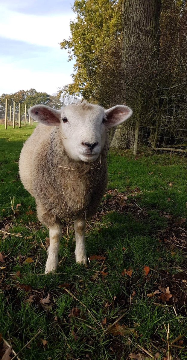 theretreat30's tweet photo. All safe with us. Saved from an industry that is a real life horror story. Come visit and support our work #animalsanctuary #bekinditseasy #animalsmatter #ChristmasIsComing #freeentry #greatdayout #thingsthatmakemehopeful https://t.co/Z14A7dTcLZ