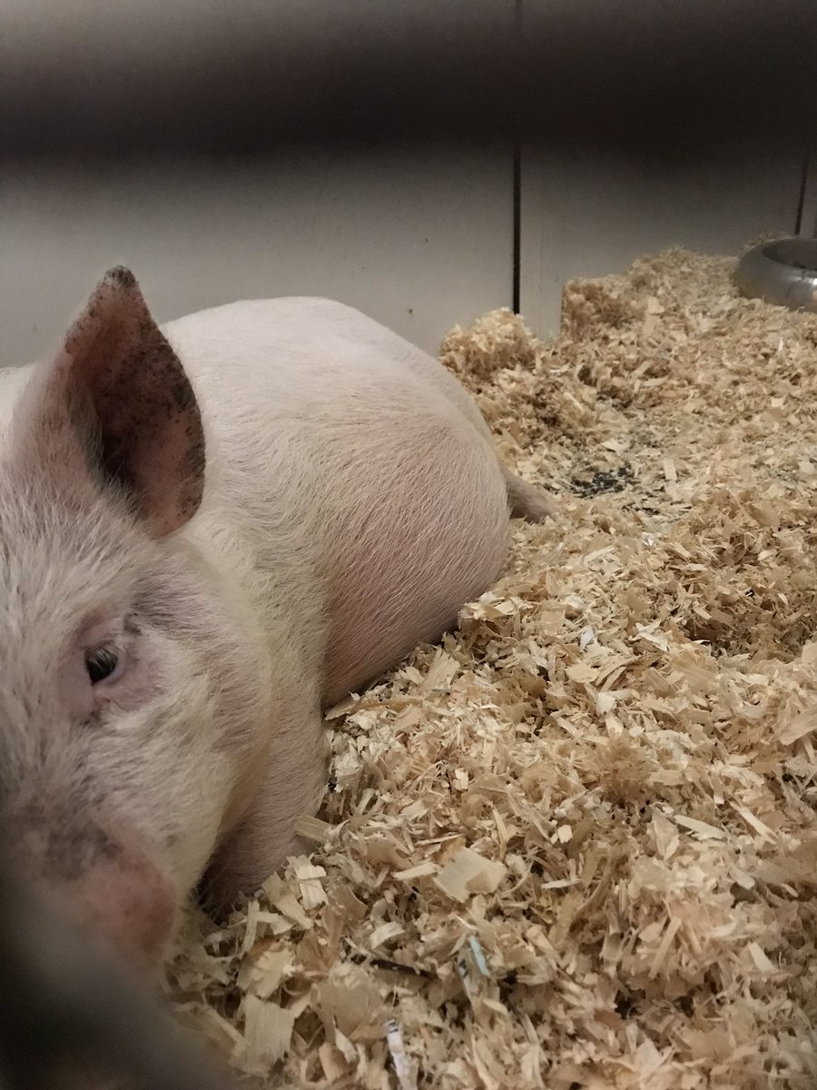 theretreat30's tweet photo. All safe with us. Saved from an industry that is a real life horror story. Come visit and support our work #animalsanctuary #bekinditseasy #animalsmatter #ChristmasIsComing #freeentry #greatdayout #thingsthatmakemehopeful https://t.co/Z14A7dTcLZ