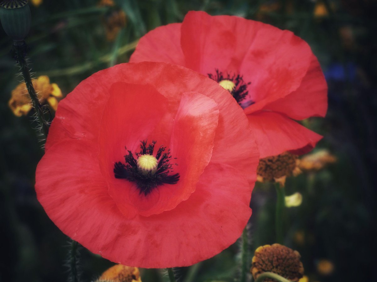 "They shall grow not old, as we that are left grow old: Age shall not weary them, nor the years condemn. / At the going down of the sun and in the morning, We will remember them."