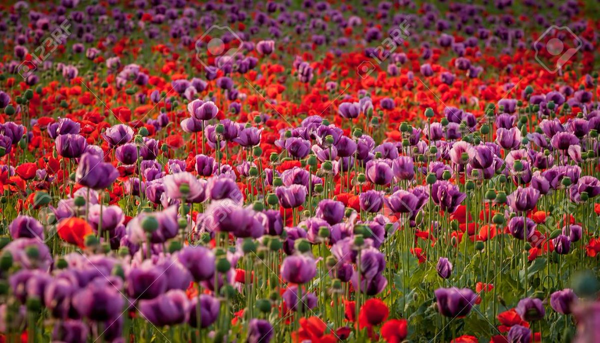 #RemembranceDay 
Remembering all of those who willingly fought for their country and those who didn't.