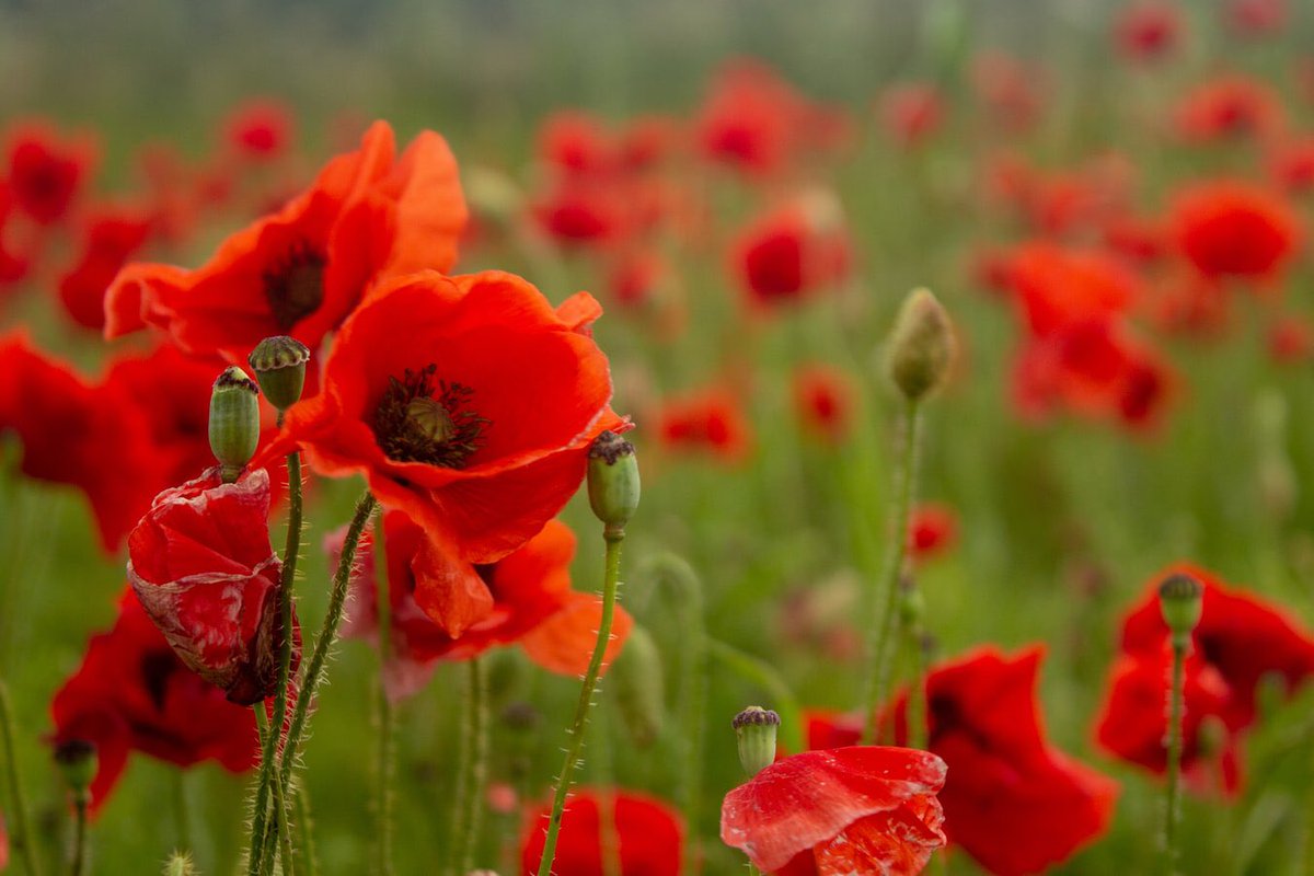 VisitDevon's tweet image. They shall grow not old, as we that are left grow old: 
Age shall not weary them, nor the years condemn. 
At the going down of the sun and in the morning 
We will remember them.
#RemembranceSunday #RemembranceDay