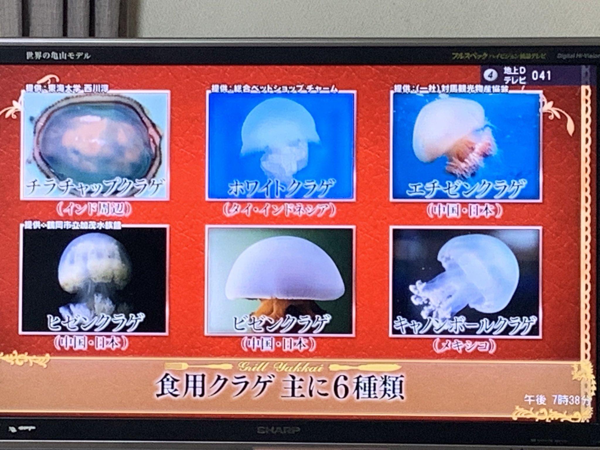 テス Nacherry横浜 食用クラゲについて勉強出来るアイドル番組 鉄腕dash T Co 8rsmhi7sn1 Twitter