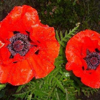 EthicalGiftShop's tweet photo. #Remembrance https://t.co/UjyutVXLx4