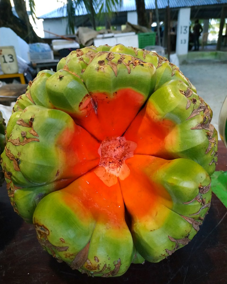 fathun6663's tweet image. #screwpine