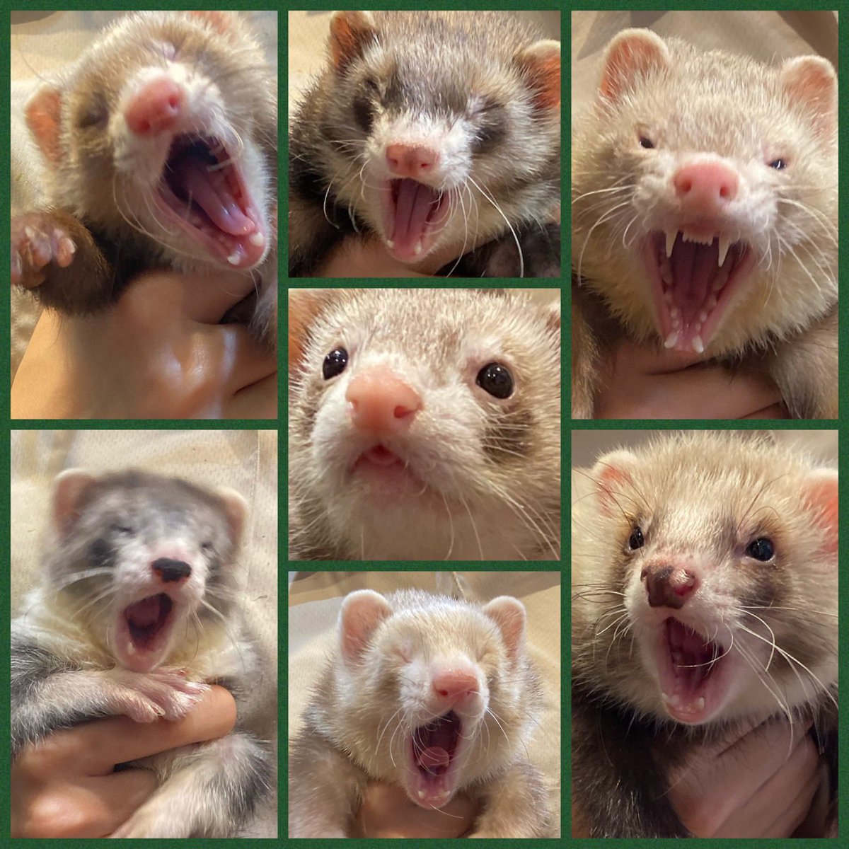 ট ইট র フェレットワールドららぽーと店 変顔集 右上のインパクト あくび フェレット かわいい Ferret ららぽーと