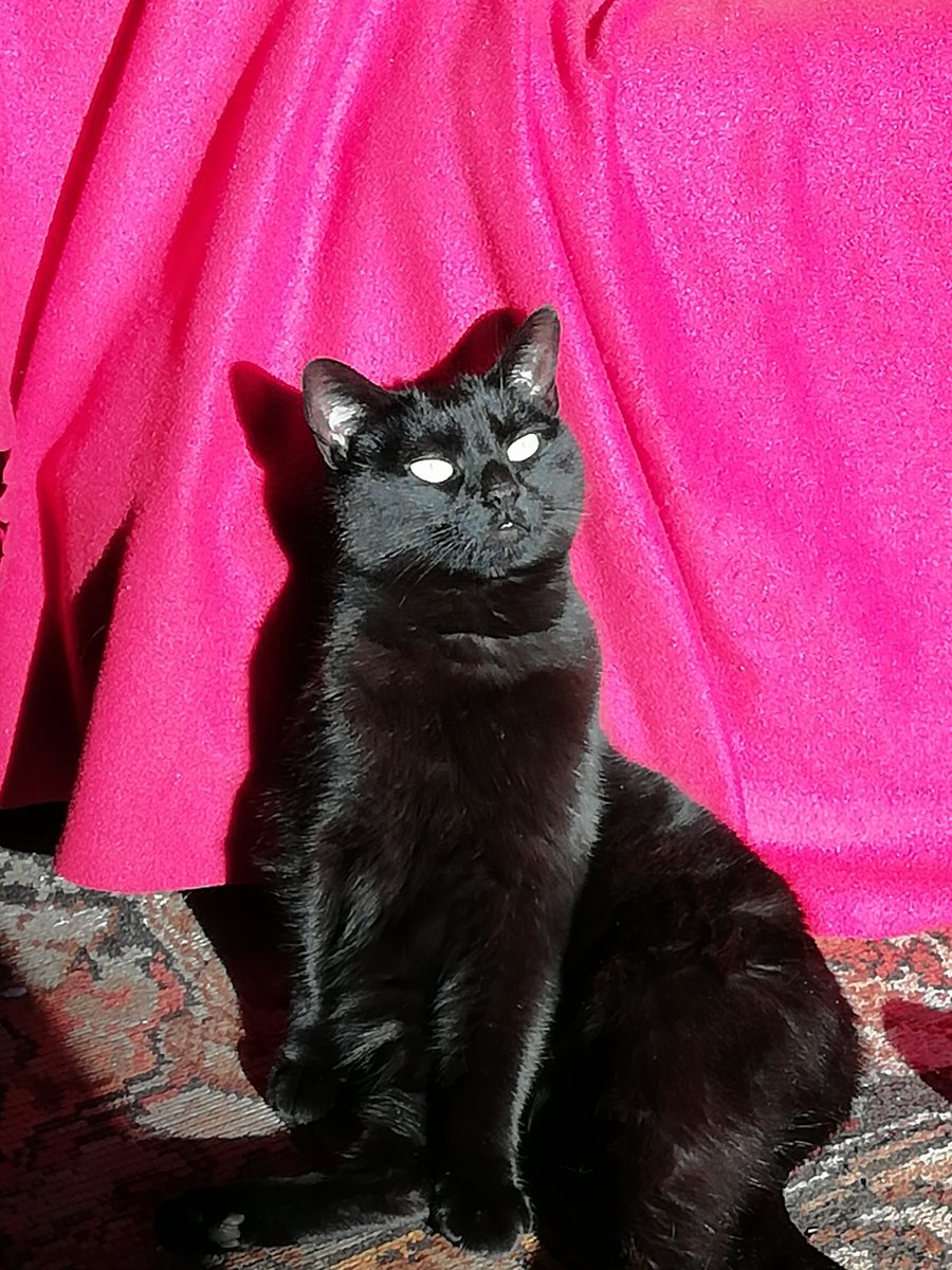 BPantherii's tweet photo. Sunpuddle Sunday. https://t.co/3UZNWpVd5p